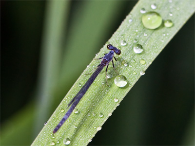 Eventually I got too close and it went bye-bye.