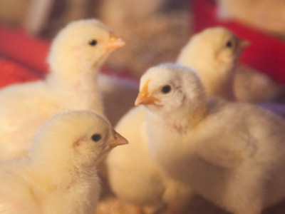 Who wants McNuggets?