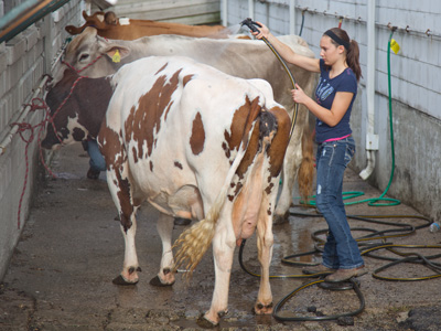 Cows you clean with a hose.