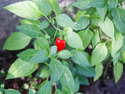 Urban garden along the sidewalk.