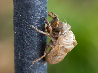 Want a crunchy new addition to your bland breakfast?