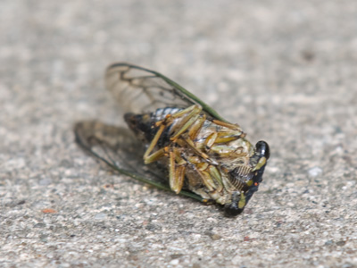 See you again in seventeen years.