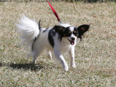 Hundreds of runners going past:  `Must bite ankles!`