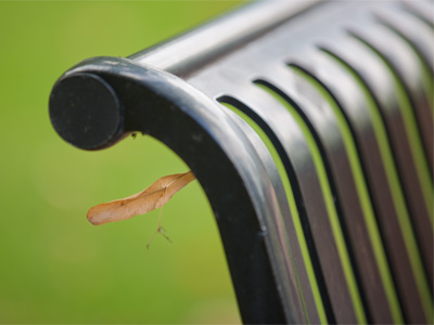 I doubt this seedling will grow there.