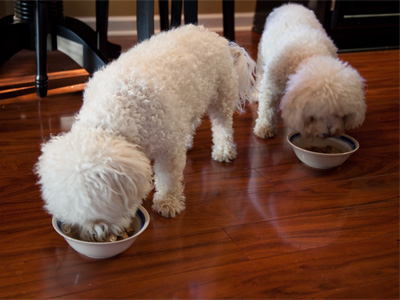 I also expect to see two identical white dogs.