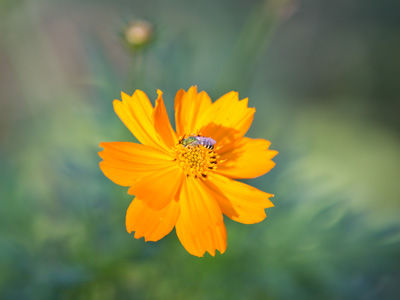 Sometimes photos look just like what I see.  Other times, photos represent reality differently, and hopefully better.