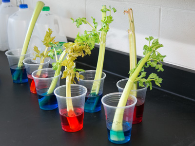 What`s growing in the science room?