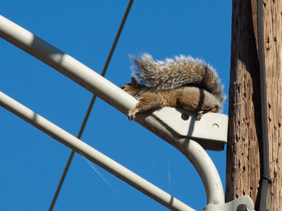 The long-awaited companion picture to the squirrel photo of October 22, 2008.