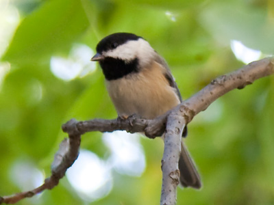 Looking angrily at my neighbor`s empty bird feeder.