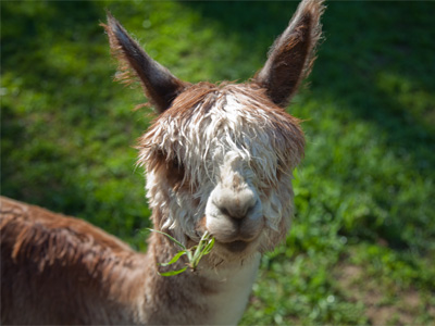 Sampson, the alpaca.