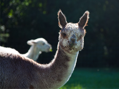 More alpacas, though I didn`t catch their names.