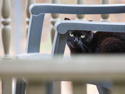 It looks scornful, but quickly ran over to MY porch.