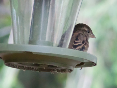 Still bemoaning my neighbor`s empty bird feeder (see September 24 above).