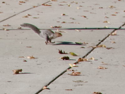 `Is that the No. 12 bus?  Wait, wait, wait!`