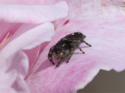 You`re not the only one who likes roses.