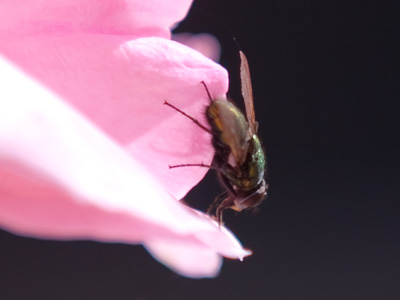 You`re not the only one who likes roses.