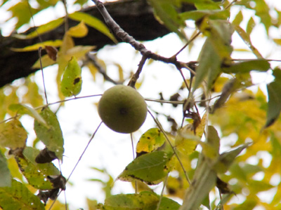 They start up here . . . 