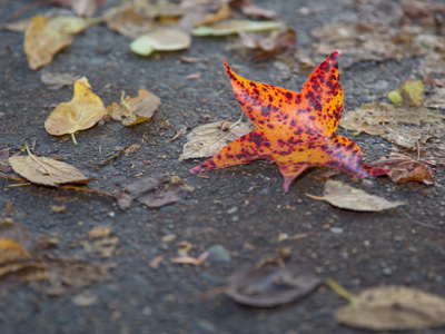 Now I`m wearing a tie, kneeling on the sidewalk and using a very sophisticated camera and flash to shoot a leaf.  Just another Saturday night for the professional photographer.