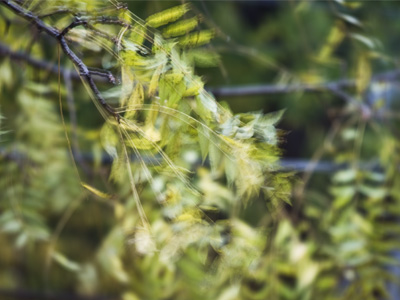 I took a picture of the wind.