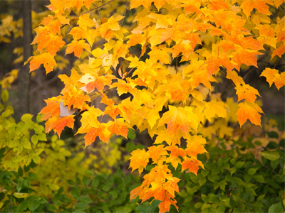 People travel long distances to view colorful leaves in fall, but I walked about twenty feet.