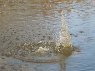 Some class members tossed leaves and rocks into the water so others could take pictures of them.