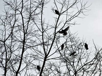 I suppose the birds are always there, but I can`t see them until the leaves fall off.