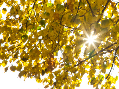 Walking to work -- looking up.