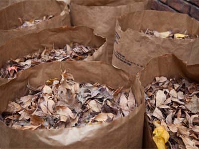 The trick is to put these bags underneath the trees and let the leaves drop into them.