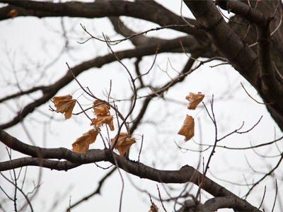 When yellow leaves, or none, or few, do hang upon those boughs which shake against the cold, bare ruined choirs, where late the sweet birds sang. WILLIAM SHAKESPEARE