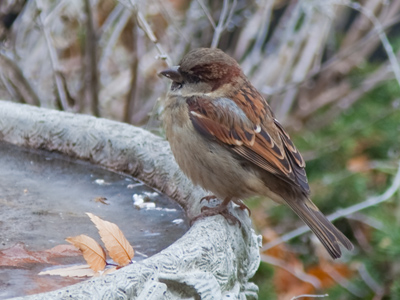 Sorry, the pool is closed for the season.