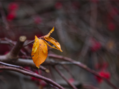 Lonely leaf photo (2 of 2).