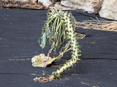 Where spinal columns come from.