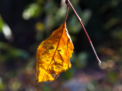 From the other side, with the sun shining ON this leaf instead of THROUGH it, there was nothing to see.
