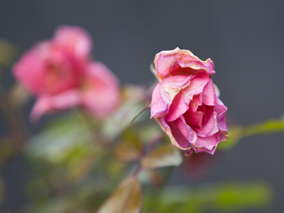 Death comes in many colors.