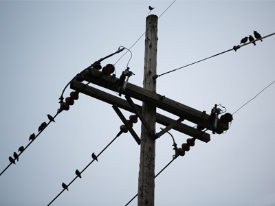 My favorite is the little bird right above the pole.