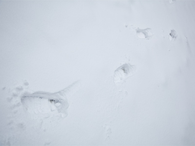 Something`s following me.