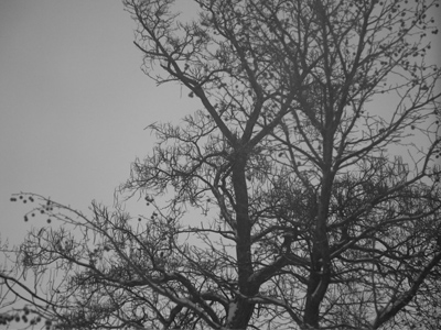 On snowy nights, it never really gets dark.