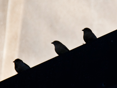 How do feathers keep them warm?