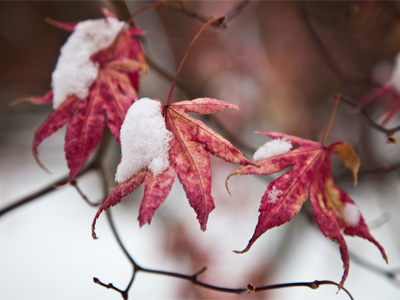 Picture of stuff with snow on it (1 of 5).