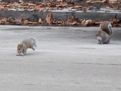 `Don`t go into the street!  That`s how we lost Uncle Henry.`