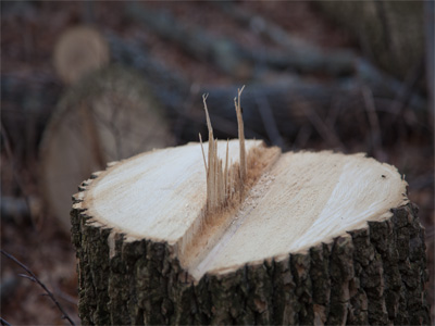 Something there is that doesn`t love a chainsaw.