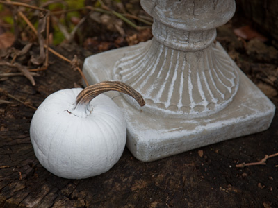 I spotted a rare albino pumpkin.