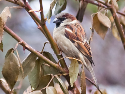 It`s very stylish these days to wear camouflage.