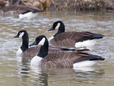 This ain`t Canada, eh.