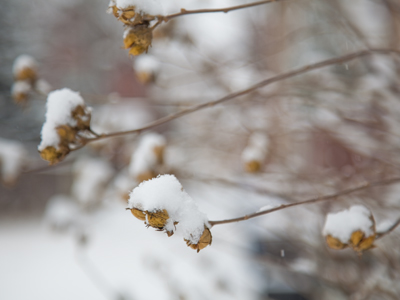 Snow fell this morning like powdered sugar.