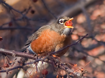 I was worried I`d have to perform the Heimlich on a robin.