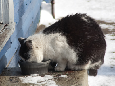 There`s nothing like a nice, refreshing bowl of ice.
