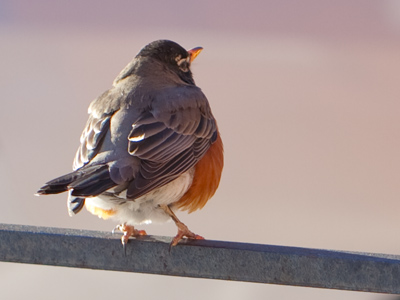 May we both survive the winter and meet again in spring.