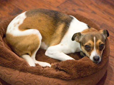 I met a new friend tonight, Coco the well-behaved dog.