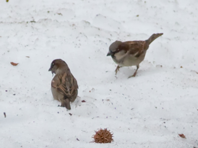 `Help me find my keys.`
